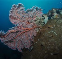 Luncheon Bay Dive Site - South Australia Travel