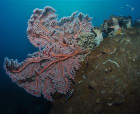 Luncheon Bay Dive Site - South Australia Travel 0
