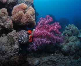 Luncheon Bay Dive Site - South Australia Travel 3