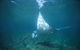 Manta Ray Bay Dive Site - thumb 0