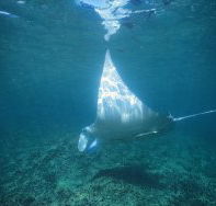 Manta Ray Bay Dive Site - South Australia Travel