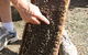 Bees On Keswick Island - thumb 1