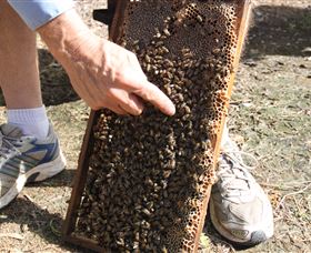 Bees On Keswick Island - South Australia Travel 1