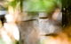 Bees On Keswick Island - thumb 0