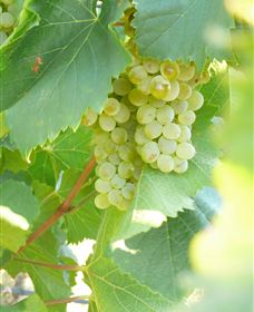 Baptista - David Traeger - South Australia Travel 2