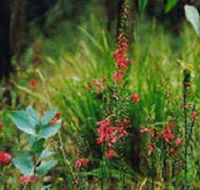Enfield State Park - South Australia Travel