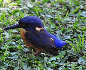 Mount Arthur Reserve - South Australia Travel 1