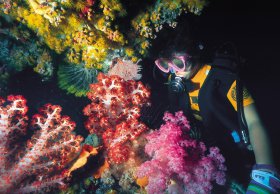 Bait Reef And Garys Lagoon Dive Site - South Australia Travel 1