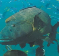 Fairey Reef - South Australia Travel