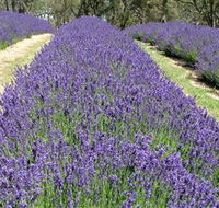 Yuulong Lavender Estate - South Australia Travel