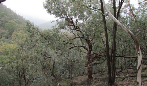 Mount Murga Walking Track - South Australia Travel 0