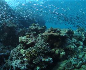 Manta Ray Drop Off Dive Site - South Australia Travel 1