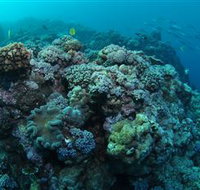 Manta Ray Drop Off Dive Site - South Australia Travel