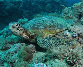 Manta Ray Drop Off Dive Site - South Australia Travel 3