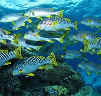 Challenger Bay Dive Site - South Australia Travel