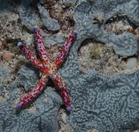 Clam Gardens Dive Site - South Australia Travel
