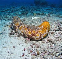 Two Towers Dive Site - South Australia Travel