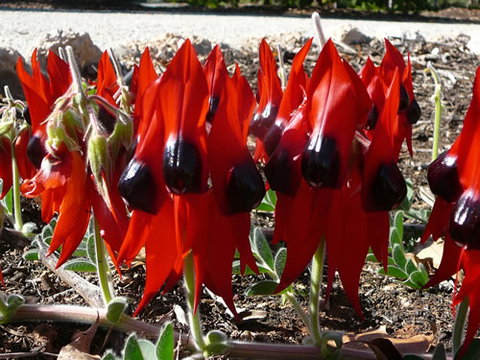 Australian Inland Botanic Gardens - South Australia Travel 1