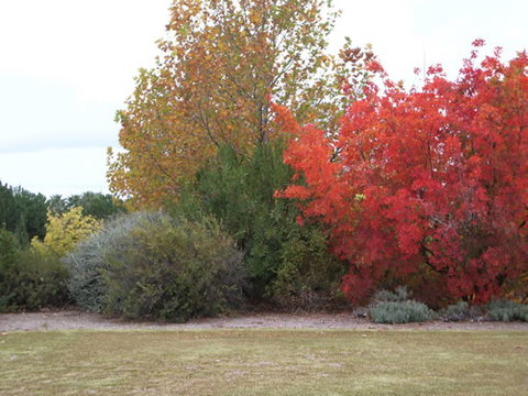 Australian Inland Botanic Gardens - South Australia Travel 2