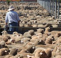 Livestock Marketing Centre - South Australia Travel