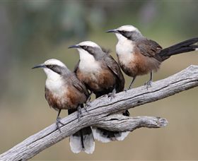 Winton Wetlands Reserve - South Australia Travel 1