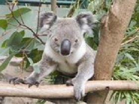 The Rockhampton Zoo - South Australia Travel 1