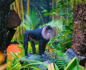 The Rockhampton Zoo - South Australia Travel 3