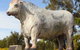 Rockhampton Bull Statues - thumb 1
