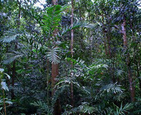 Kutini-Payamu (Iron Range) National Park (CYPAL) - South Australia Travel 2