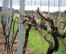 Stockmans Ridge Wines - South Australia Travel 2