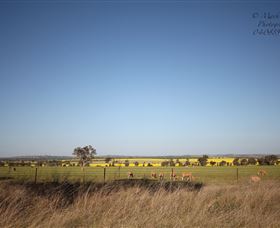 Cootamundra Bird Walk - South Australia Travel 0