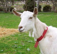 Dunkell Goats - South Australia Travel