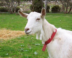 Dunkell Goats - South Australia Travel 0