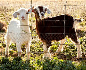 Dunkell Goats - South Australia Travel 3