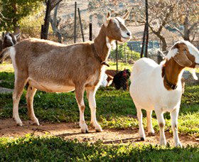 Dunkell Goats - South Australia Travel 1