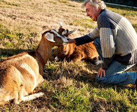 Dunkell Goats - South Australia Travel 4