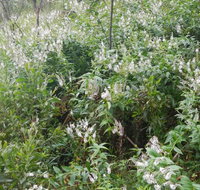 Snowgum walking track - South Australia Travel