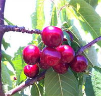 Ballinaclash Orchard and Cellar Door - South Australia Travel