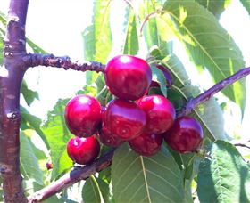 Ballinaclash Orchard And Cellar Door - South Australia Travel 0