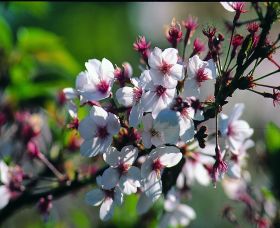 Sakura Avenue - South Australia Travel 0