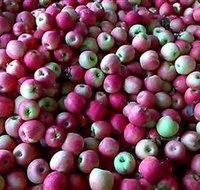 Hillside Orchard - South Australia Travel