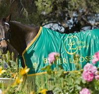 Living Legends The International Home of Rest for Champion Horses - South Australia Travel