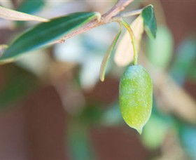The Olive Shop - Milawa - South Australia Travel 1