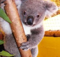 Cooberrie Park Wildlife Sanctuary - South Australia Travel