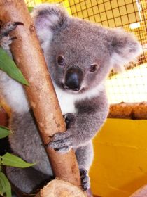 Cooberrie Park Wildlife Sanctuary - South Australia Travel 0