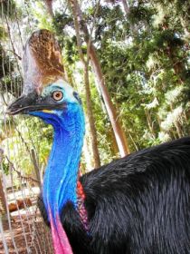 Cooberrie Park Wildlife Sanctuary - South Australia Travel 1
