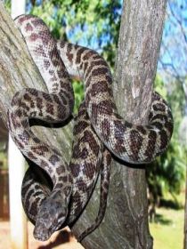 Cooberrie Park Wildlife Sanctuary - South Australia Travel 3