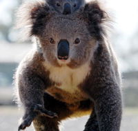 Koalas in Gunnedah - South Australia Travel
