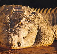 Koorana Crocodile Farm - South Australia Travel