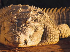 Koorana Crocodile Farm - South Australia Travel 0